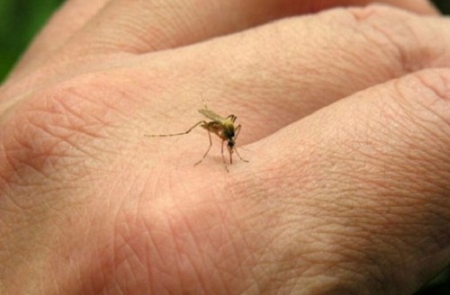 Aumentan los casos de chikungunya en Tucumán: Ya suman 423