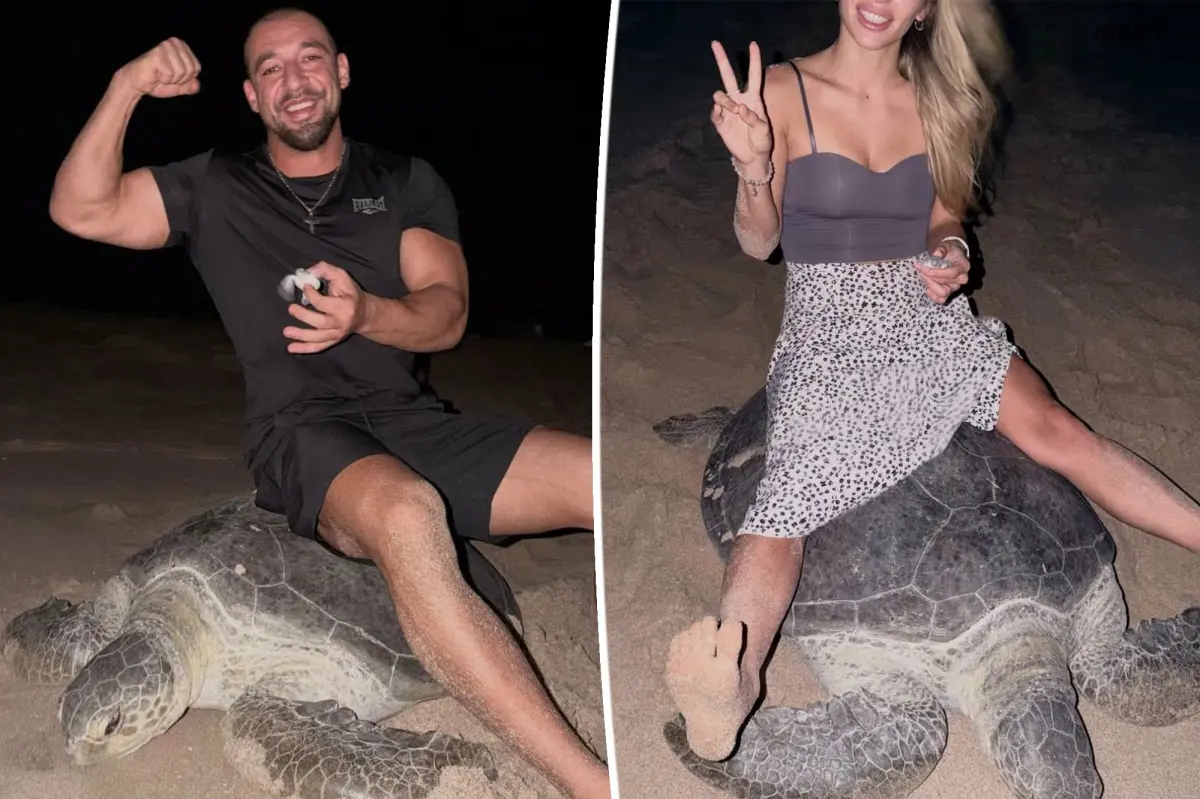 Indignación mundial: una pareja se sentó sobre una tortuga marina mientras ponía huevos