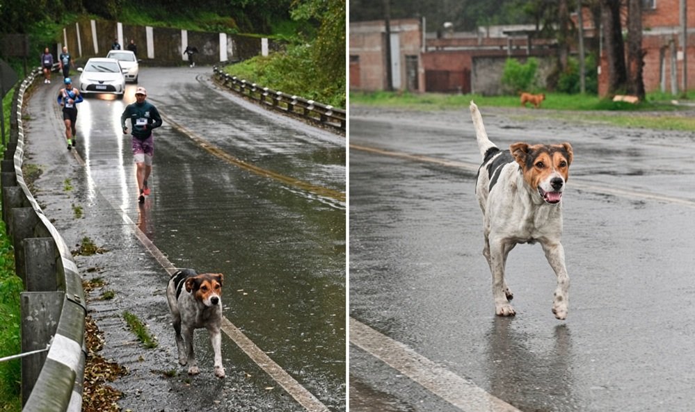 Buscan al perro que se convirtió en protagonista de la Trepada al Indio