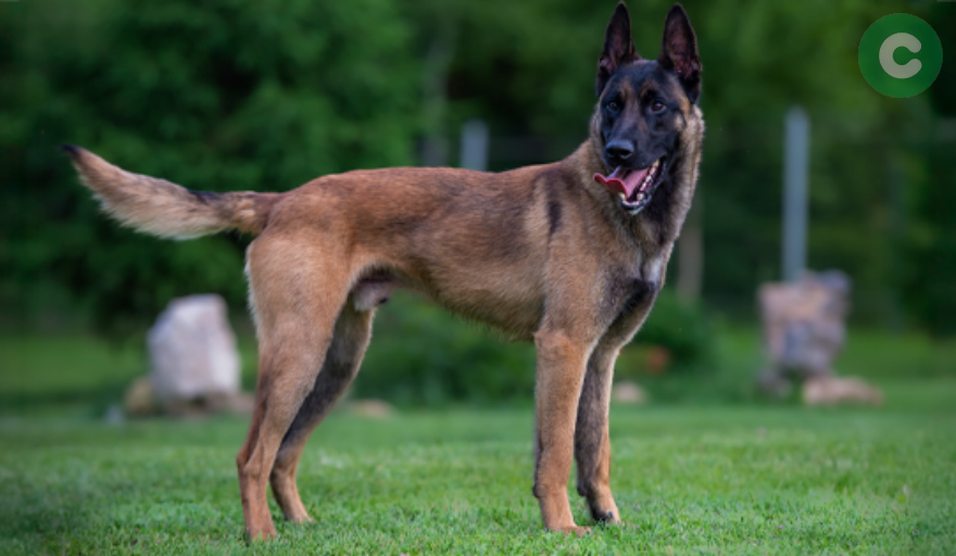 Cañuelas: tres perros atacaron a una mujer de 58 años, que perdió un brazo y permanece en terapia intensiva