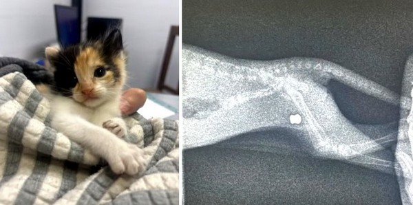 La gatita Vida recibió el alta tras ser atacada a balinazos en Tafí Viejo