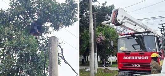 Tragedia en la Capital: un joven de 18 años murió electrocutado al subir a un árbol