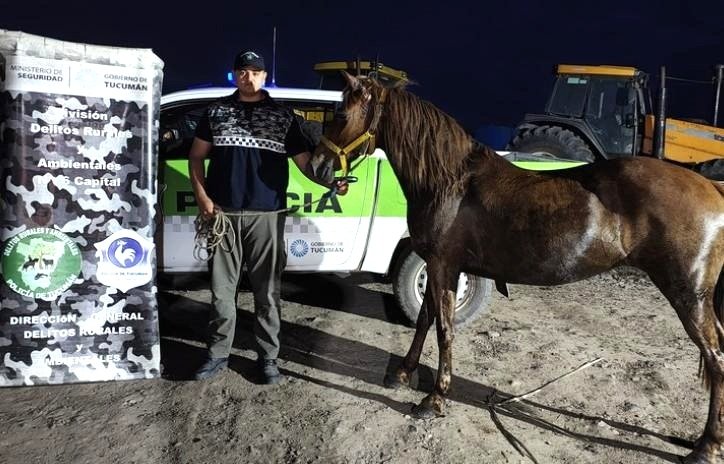 Encontraron una yegua valuada en $7 millones que había sido robada en Burruyacu