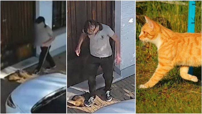 Primero lo acarició y después le pisó la cabeza: indignación por el brutal ataque a un gato