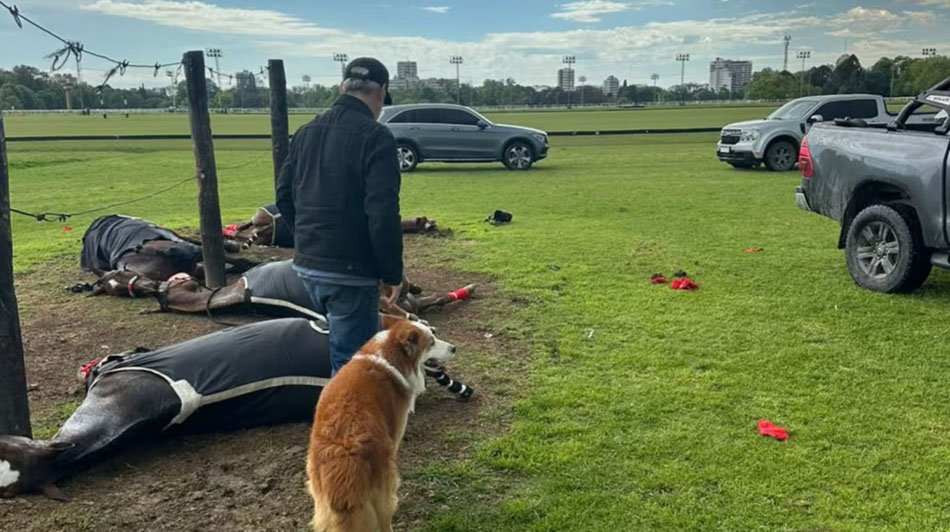 Tragedia en San Isidro: un rayo mató a cuatro yeguas de polo e hirió a su cuidador
