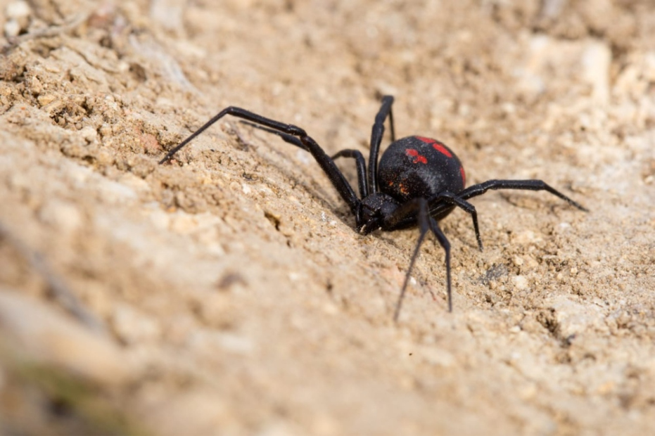 Murió una mujer tras una presunta picadura de araña en La Arboleda
