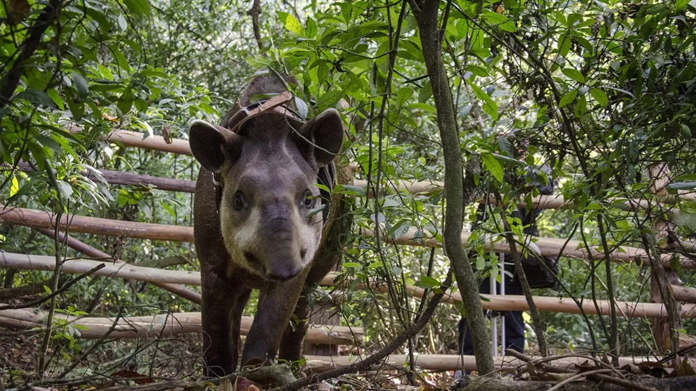 Del cautiverio a la selva: el proyecto para recuperar al tapir en Tucumán