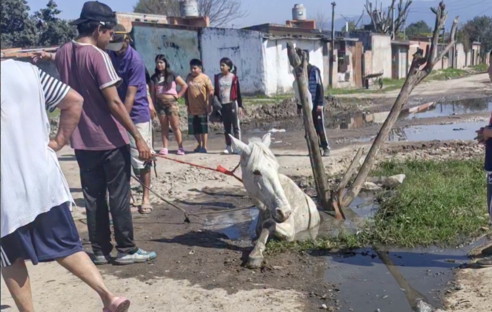 Manantial Sur: un caballo quedó atrapado en un pozo y vecinos reclaman una solución urgente (video)