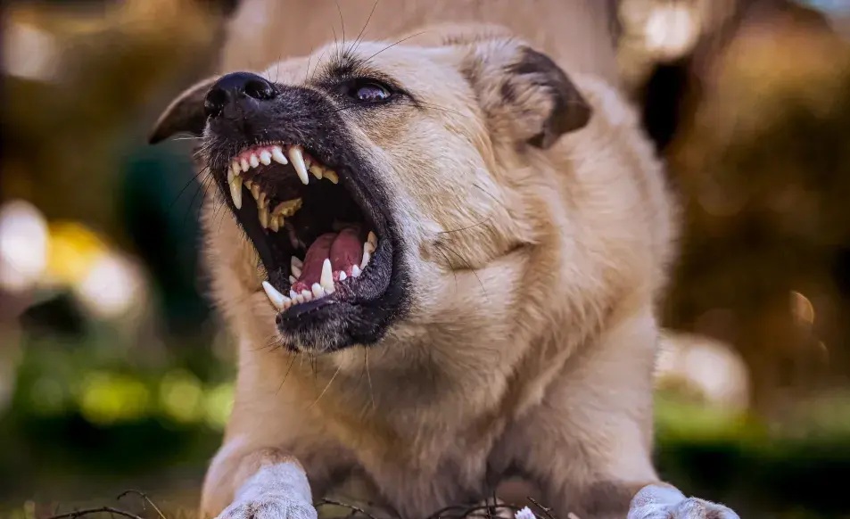 Los veterinarios coinciden: el error común que hace a tu perro más agresivo sin que lo notes