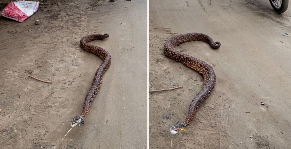 Una enorme serpiente apareció en Villa Chicligasta y generó temor entre los vecinos