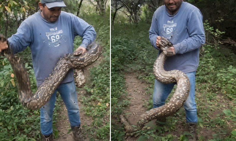 Atrapan a una enorme lampalagua en un camino rural de Simoca: video