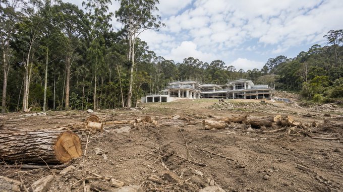 Taló 600 árboles para construir una mansión de 3 millones de dólares y lo obligaron a plantar casi 39.000 ejemplares