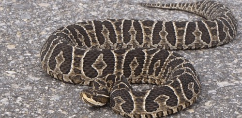 Más serpiertes en Tucumán por las condiciones climáticas: qué hacer ante una mordedura